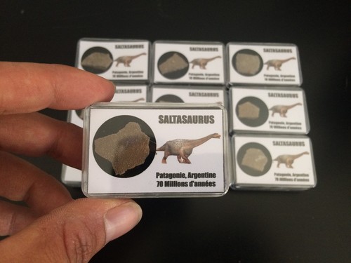 Saltasaurus dinosaur eggshell - saltasaurus,
