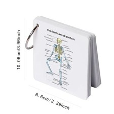 Human Skeleton Flash Cards 18