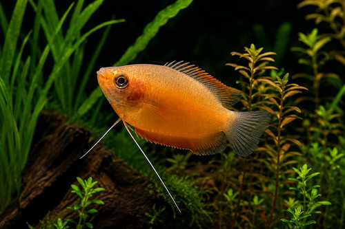 Sale honey dwarf - *sale*,