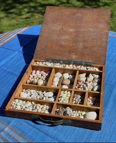 Antique boxed conchology - antique,