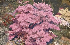 Picture Postcard: Horsham, Leonardslee Gardens, Azalea Hino-Mayo In Rock Garden