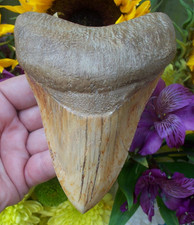 MASSIVE  5 1/2 inch Megalodon Shark Tooth