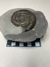 Dactylioceras tenuicostatum