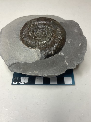 Dactylioceras tenuicostatum