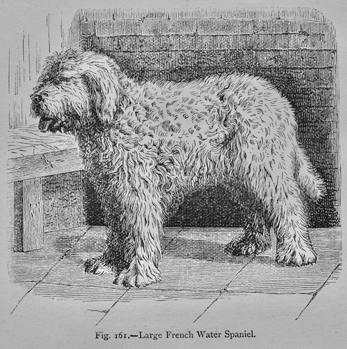 Mammalia dog french - french, water