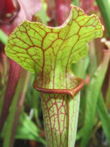 Sarracenia leuco bunting - sarracenia,