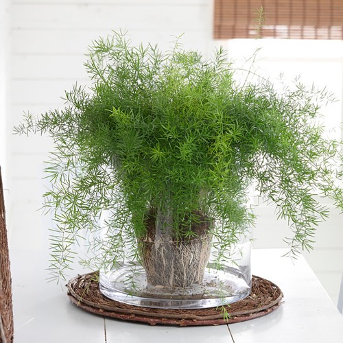 Indoor fern houseplant - indoor,