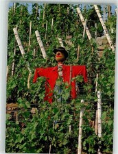 38150349 - Scarecrow in the