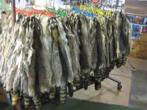 Tanned raccoon hides - tanned,