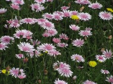 Pink Dandelion - Crepis rubra - 50 Seeds - Lovely Pink Annual