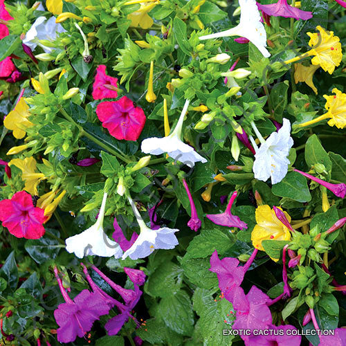 Mirabilis mix jalapa - jalapa, four