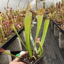 Sarracenia Bella carnivorous pitcher plant