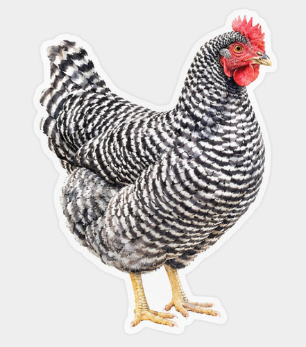Barred rock chicken sticker - rock,