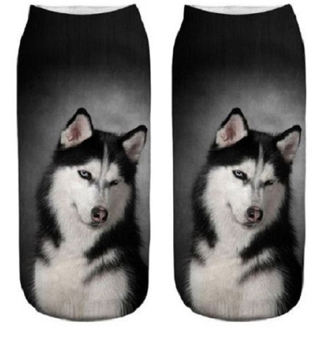 Husky akita cute - akita,
