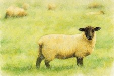 Suffolk Sheep Watercolour