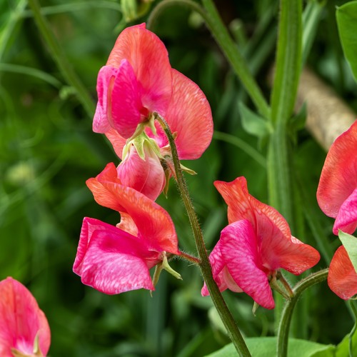 Sweet pea prince - pea,