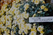 VINTAGE PHOTO SLIDE Yellow