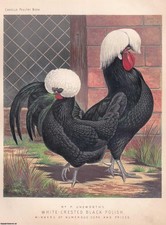 WHITE-CRESTED BLACK POLISH CHICKENS, WINNERS OF NUMEROUS CUPS AND PRIZES. C.188