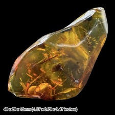 Rare mexican amber fossil with - amber,