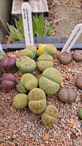 Lithops aucampiae jackson s - aucampiae, "jackson's