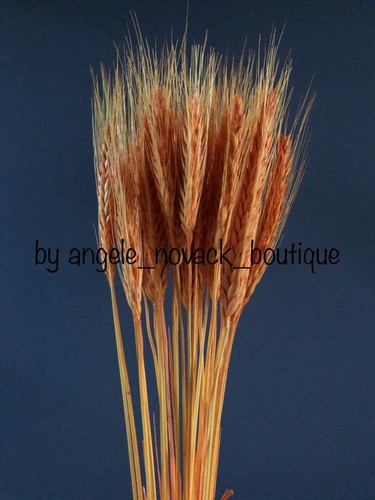 Stems dried wheat rye for - stems,