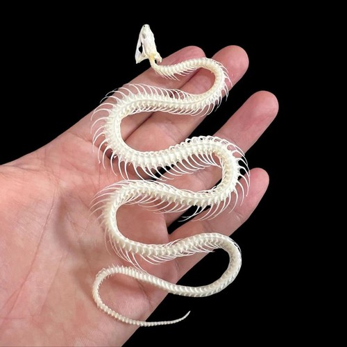 Snake skeleton complete - snake,
