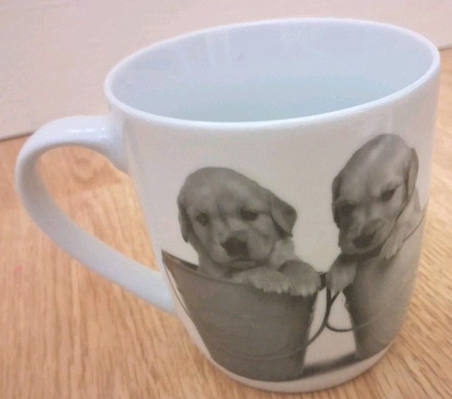 New labrador golder retriever - golder,