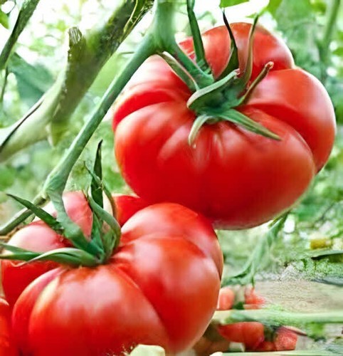 Tomato marmande seeds - vr, 80