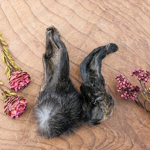 Bunny rabbit ears pair - bunny,