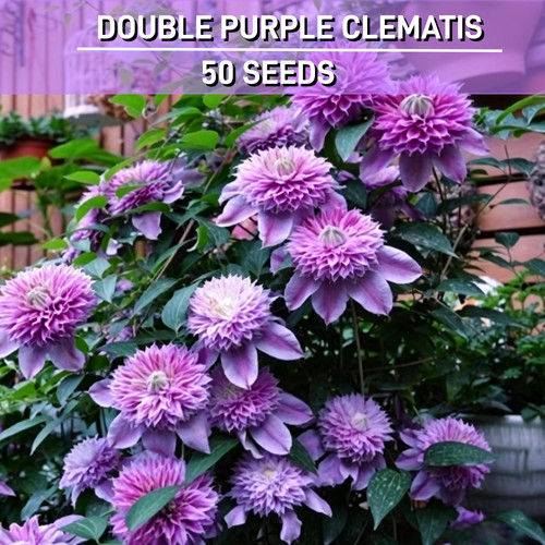 Double purple clematis - double,