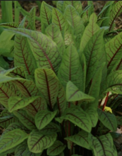 Red veined sorrel two large - veined, sorrel,
