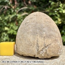 Fossil chalk echinoid - fossil, conulus