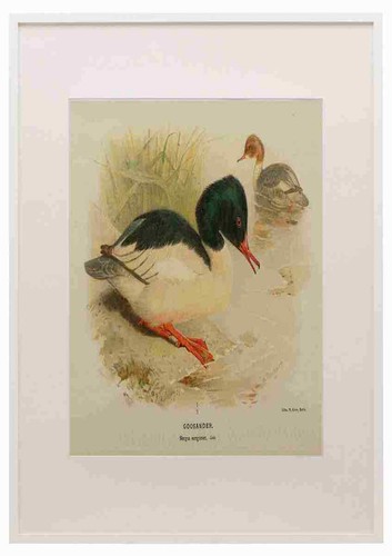 Thorburn archibald 1885 - thorburn,