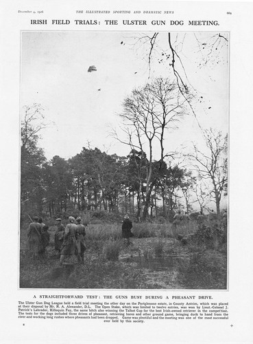 Ulster gun dog trials - dog,