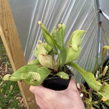 Sarracenia purpurea subspecies venosa carnivorous pitcher plant