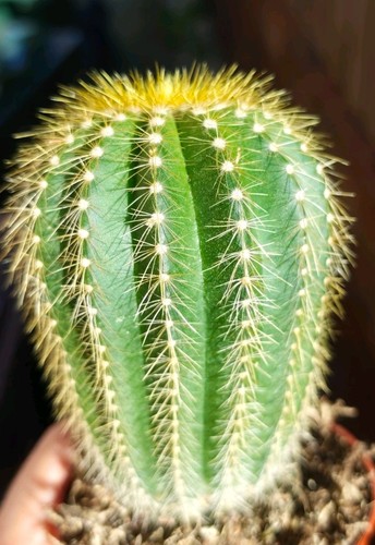 Parodia warasii beautiful - parodia,