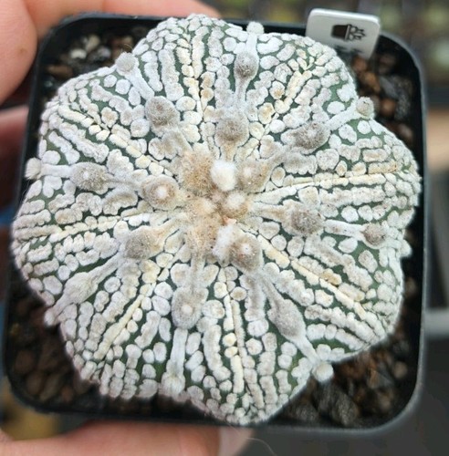 Astrophytum asterias snow - astrophytum,