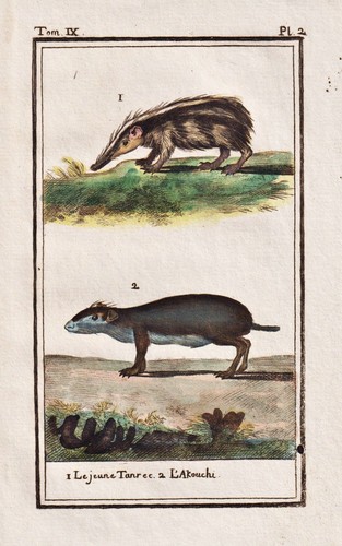 Tenrec aguti anrek tenrek - aguti,