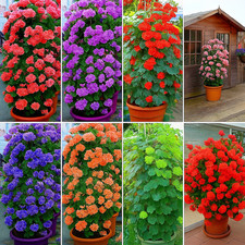 Rare Climbing Geranium Seeds, Pelargonium Peltatum  Antik  Collection seeds