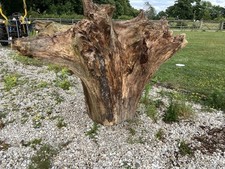 Ash Large Tree Stump Approx. 250 Years Old
