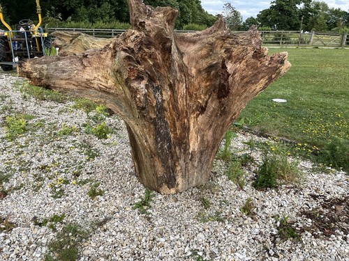 Ash large tree - tree, stump