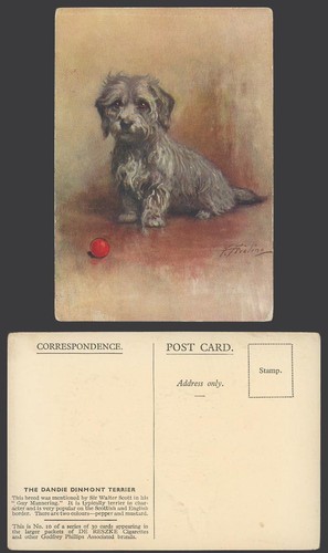 Dandie dinmont terrier dog - terrier,