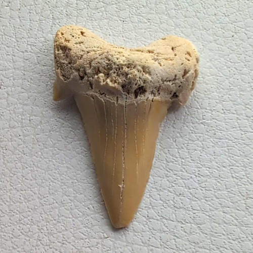 Natural unpolished fossil - unpolished,