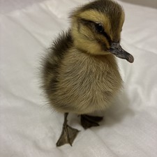 Cute Taxidermy Fluffy Duckling