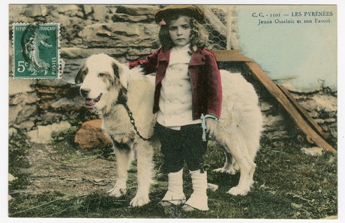 Pyrenean mountain dog and - pyrenean,