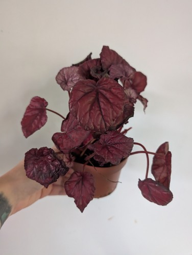 Rex begonia inca - , live