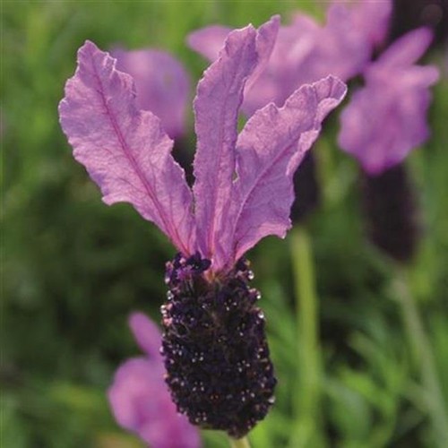 Lavender french lavita - lavender,