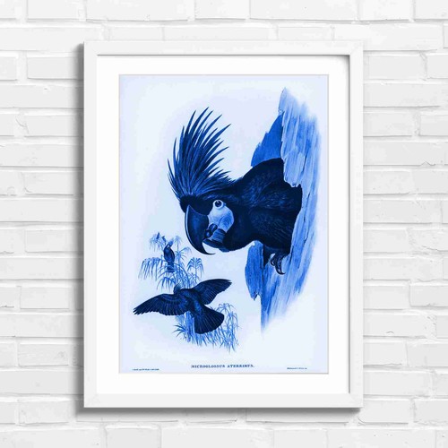 Black cockatoo nesting - black, art