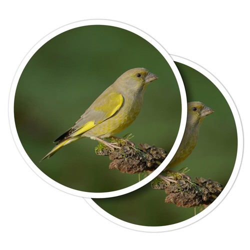 Vinyl stickers greenfinch - 2x,
