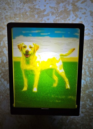 Dog labrador retriever - dog,